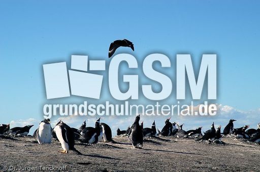 Eselspinguin (89 von 97).jpg